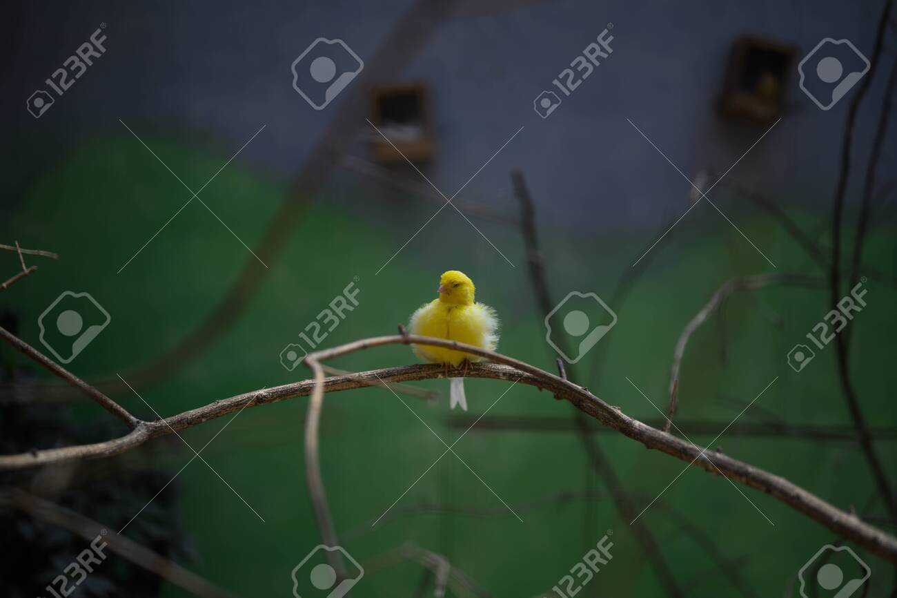 etiam-dictum-ipsum-a-felis