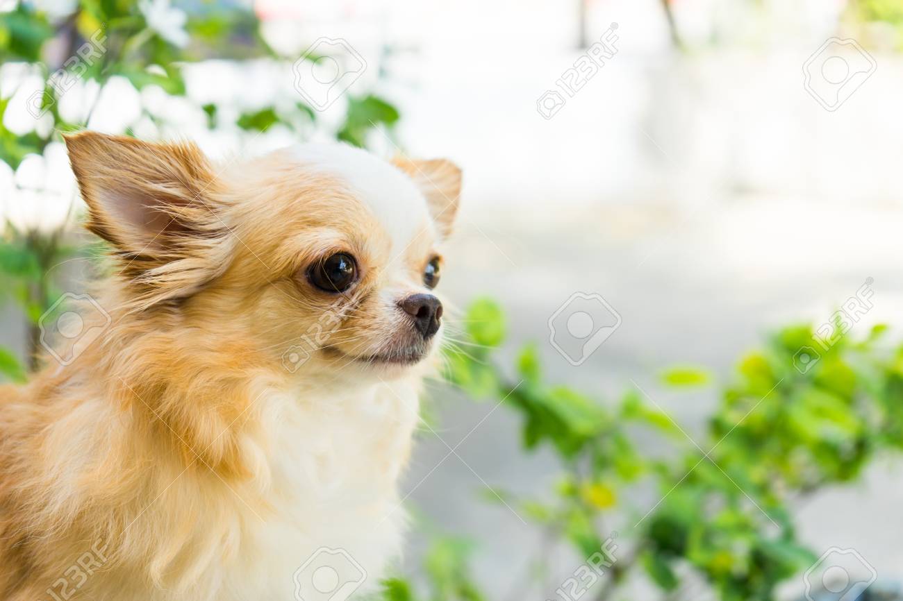 かわいいチワワ犬の公園で座っています の写真素材 画像素材 Image