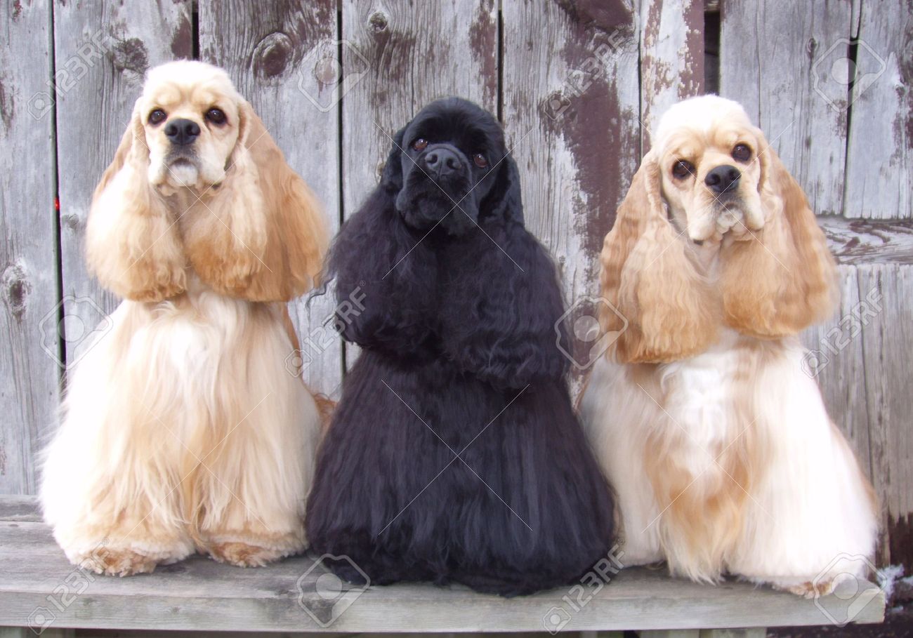 cocker spaniel show dog