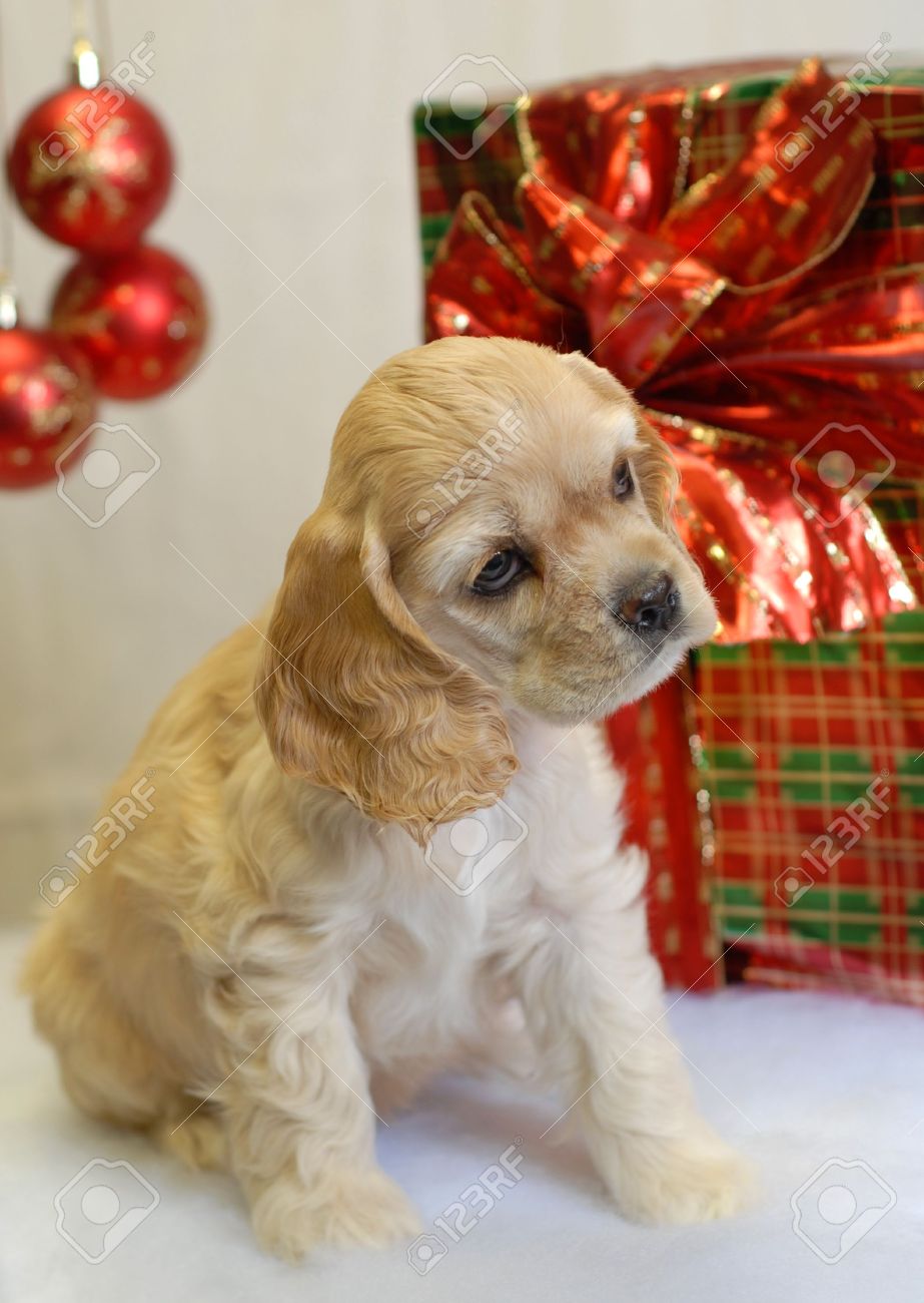 american cocker spaniel puppy wrapped up for christmas stock photo wrapped up for christmas