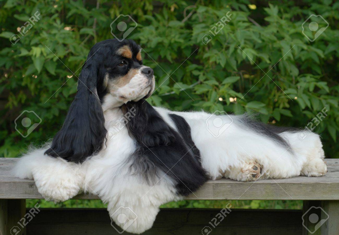 tri colour spaniel