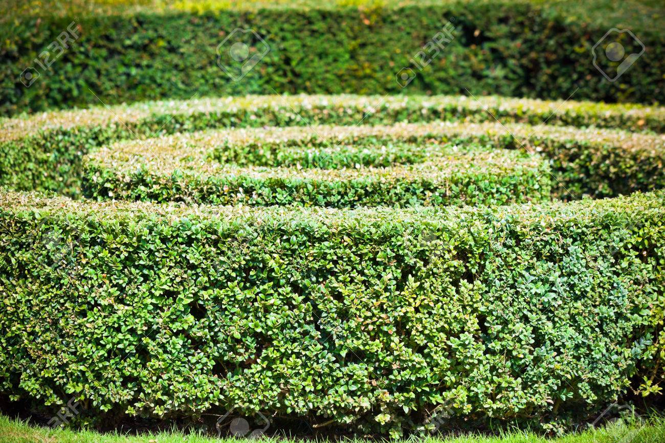 Formal hedge maze with stone pathways through green boxwood borders