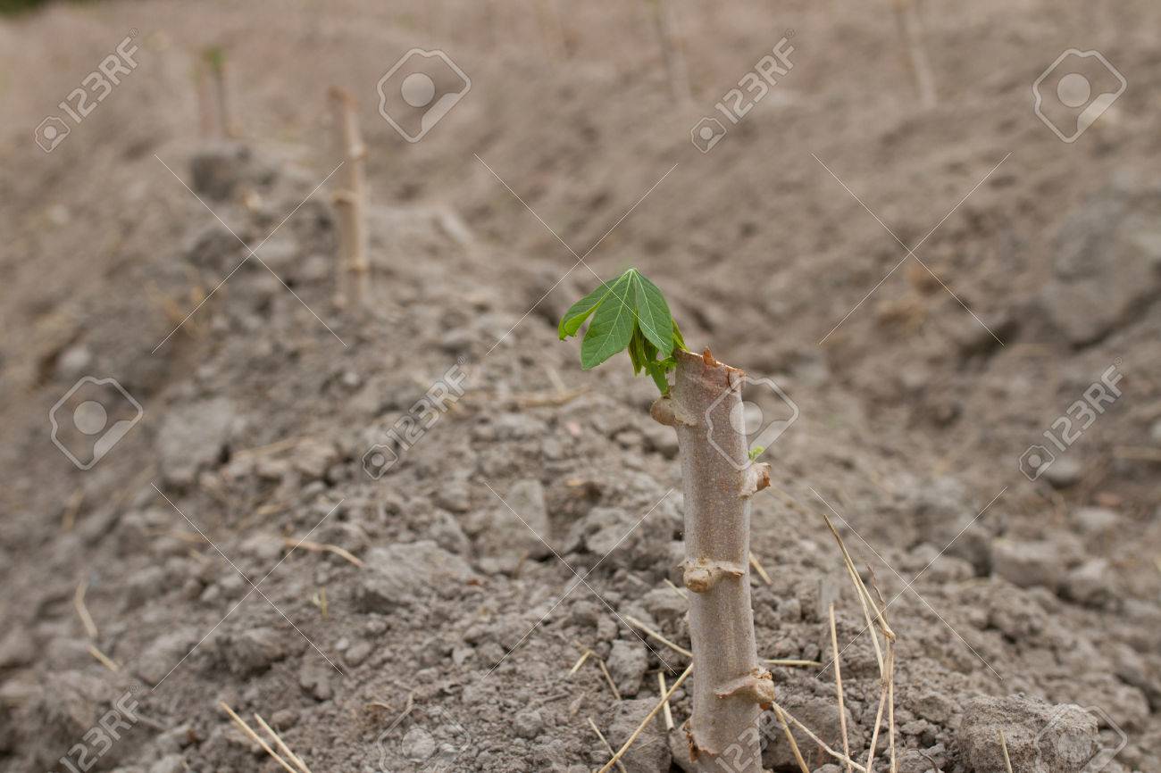 キャッサバ マニオク タピオカ の写真素材 画像素材 Image