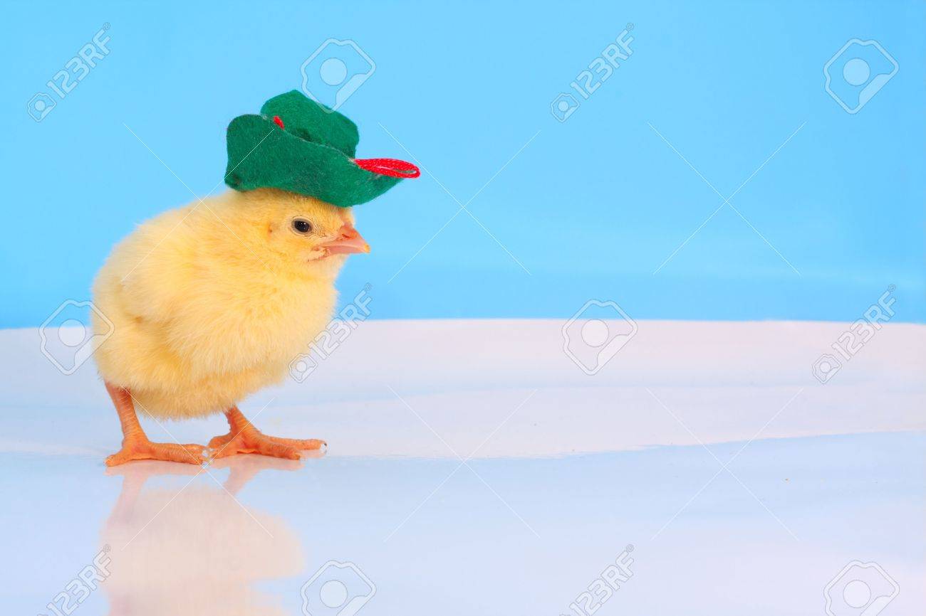 Chicken with hat Clearance