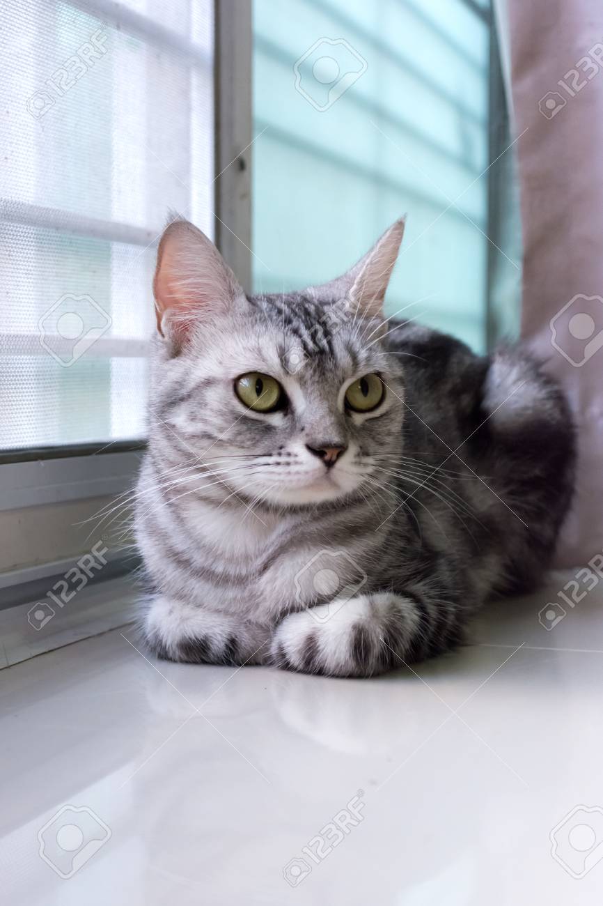 American Shorthair Cat Is Sitting And Looking Forward Stock Photo