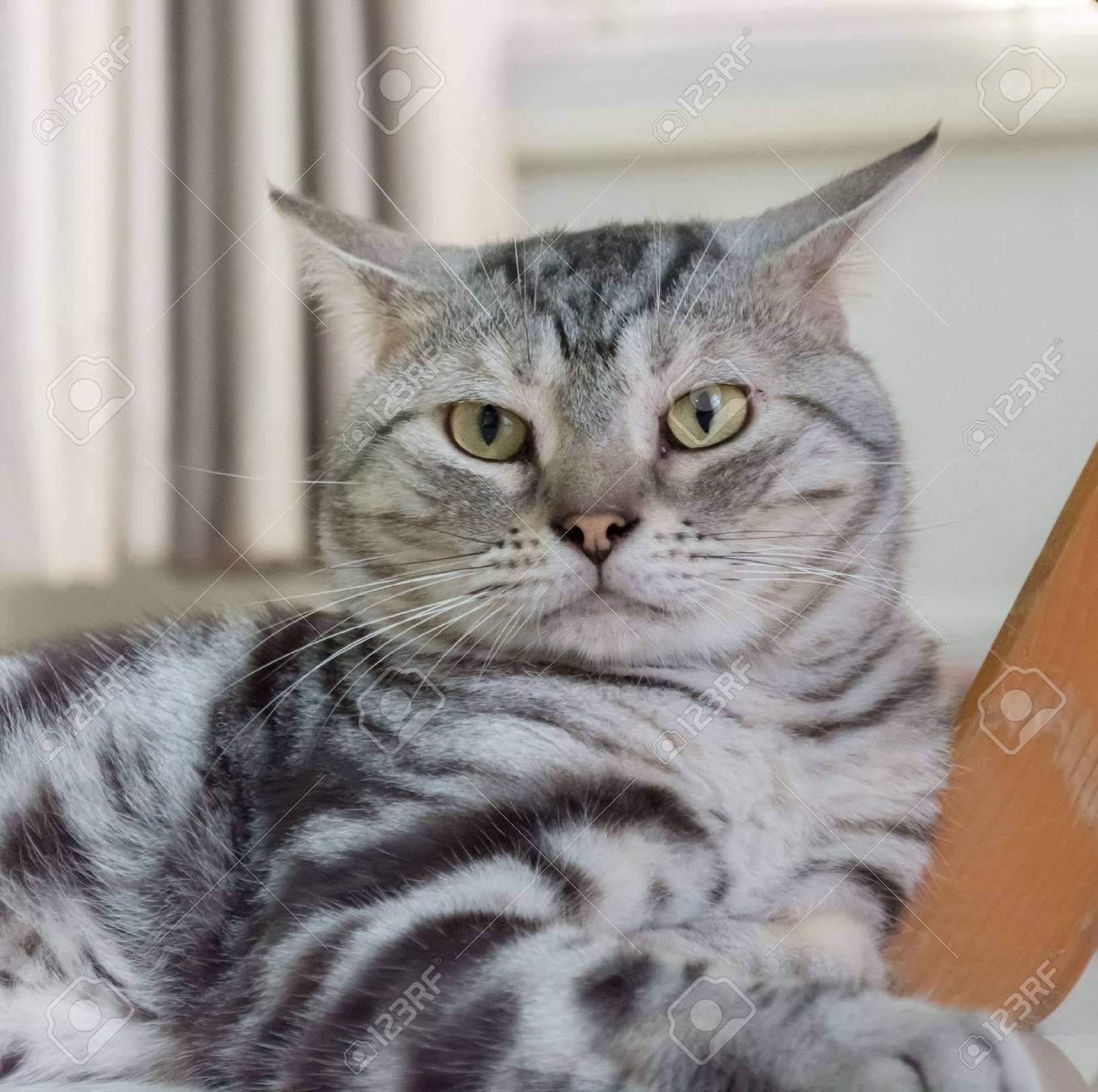 American Shorthair Cat Stock Photo Picture And Royalty Free Image