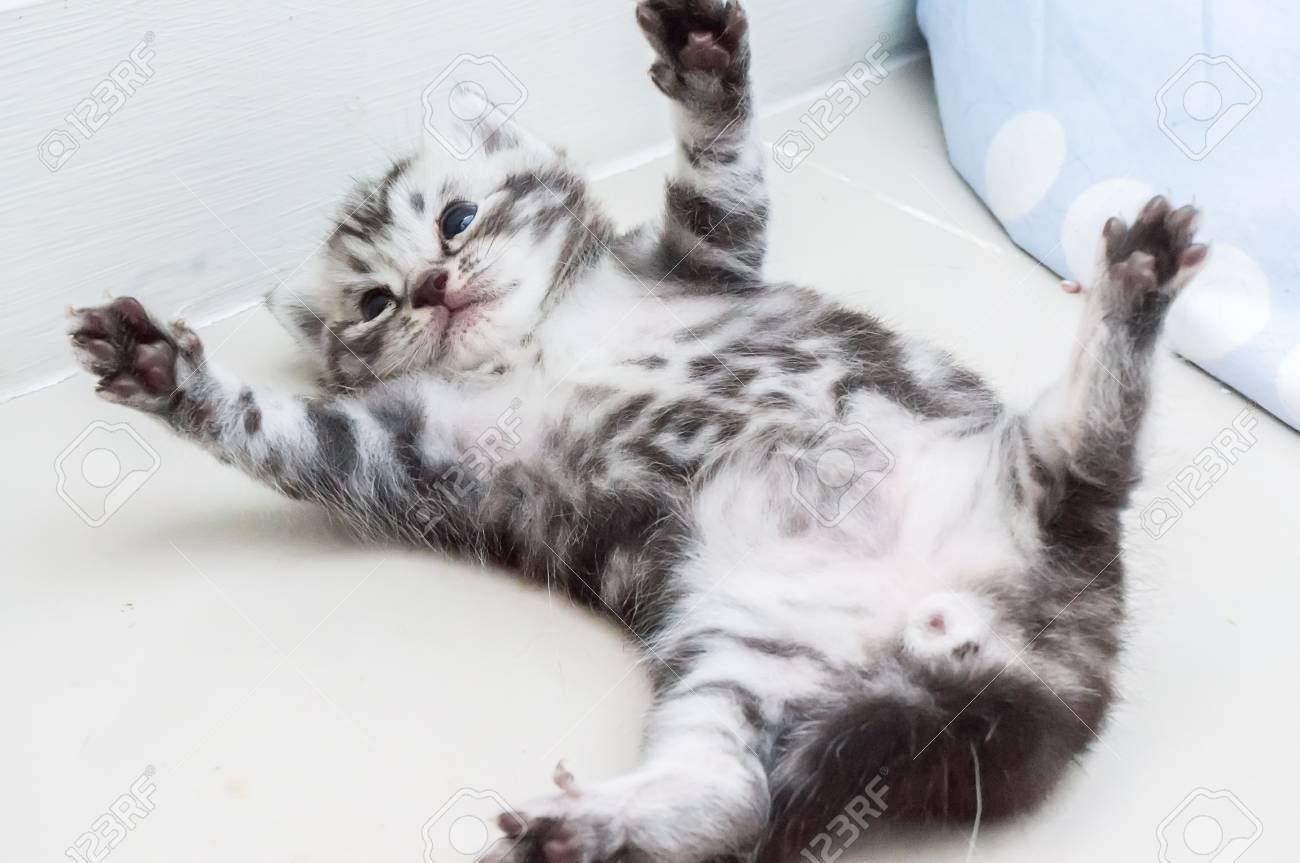 Cute American Shorthair Kitten Stock Photo Picture And Royalty