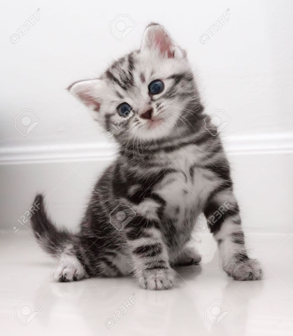 Cute American Shorthair Kitten Stock Photo Picture And Royalty