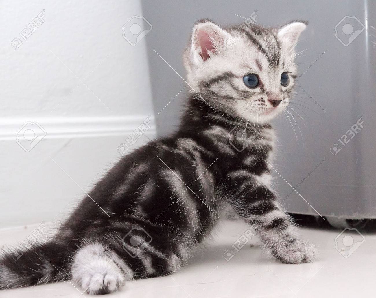 Cute American Shorthair Kitten Stock Photo Picture And Royalty