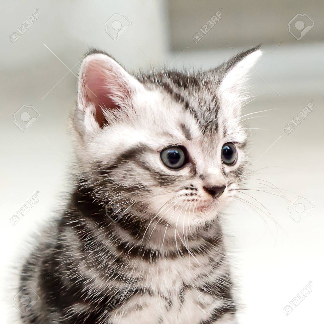Cute American Shorthair Kitten Stock Photo Picture And Royalty
