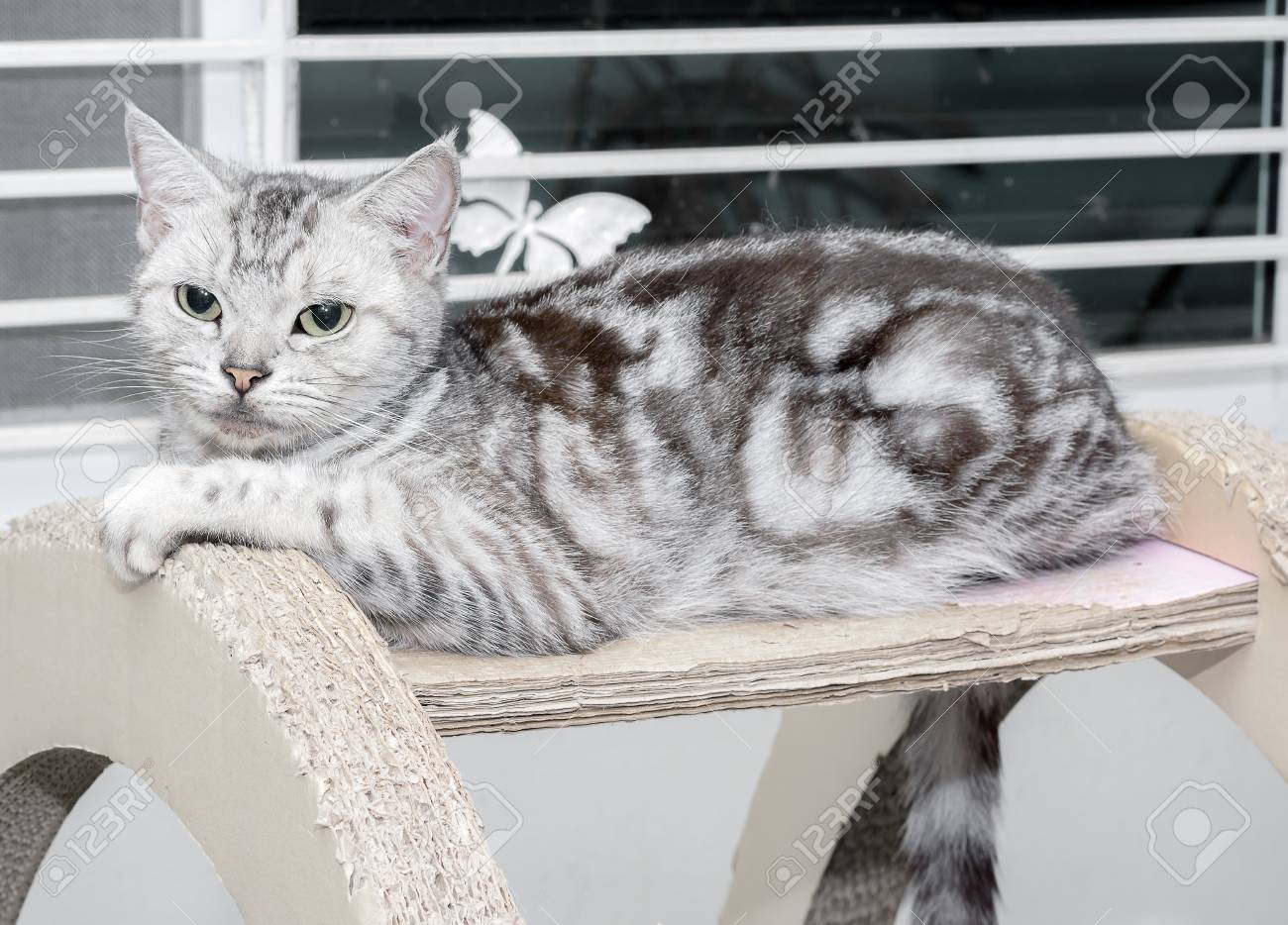 American Shorthair Cat Is Sitting And Looking Forward Stock Photo