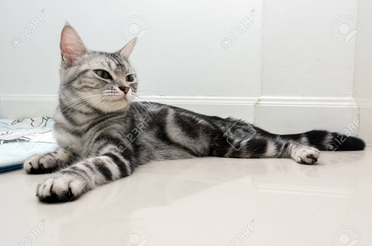 American Shorthair Cat Is Sitting And Looking Forward Stock Photo Picture And Royalty Free Image Image
