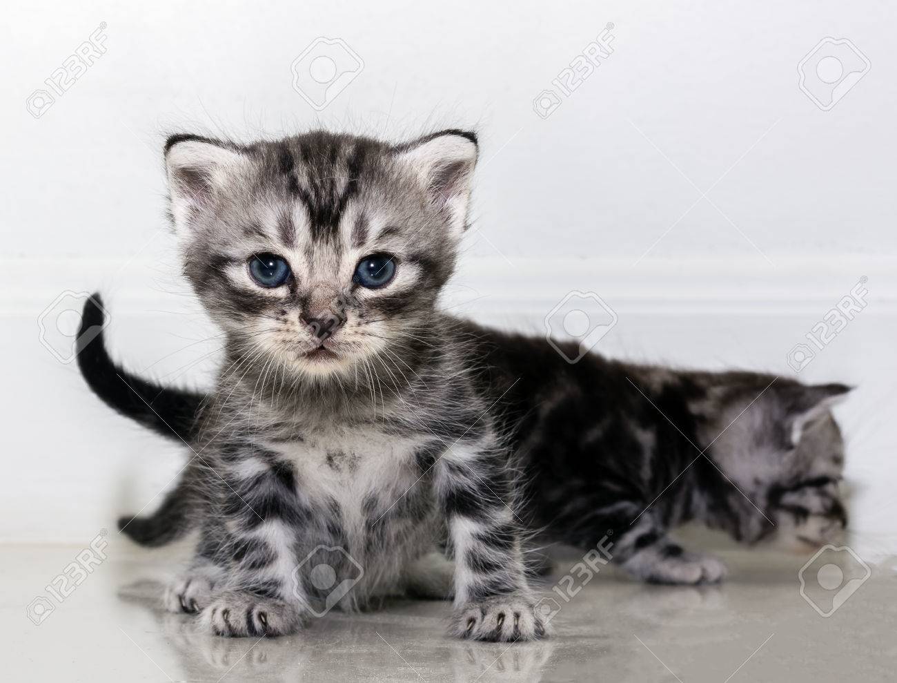 Cute American Shorthair Cat Kitten With Copy Space Stock Photo