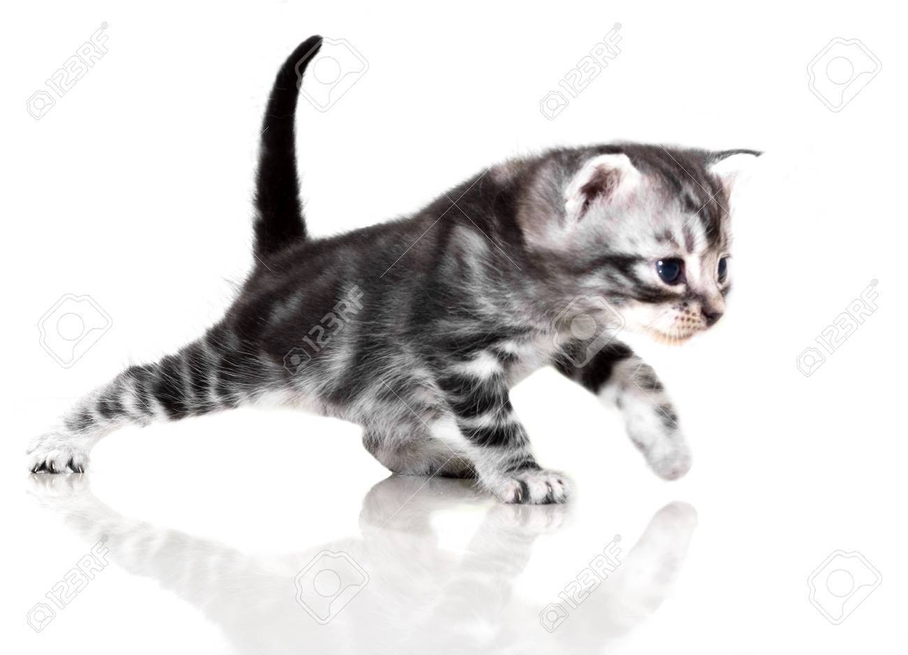 Cute American Shorthair Cat Kitten With Copy Space Stock Photo