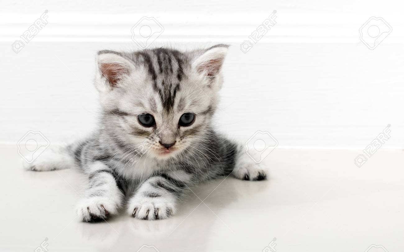Cute American Shorthair Cat Kitten With Copy Space Stock Photo