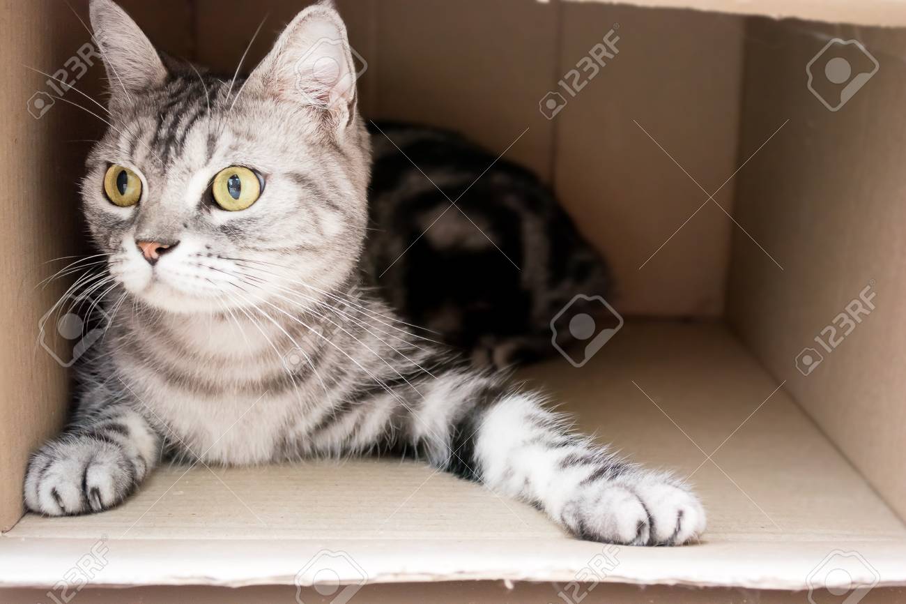 Cute American Shorthair Cat Kitten Stock Photo Picture And