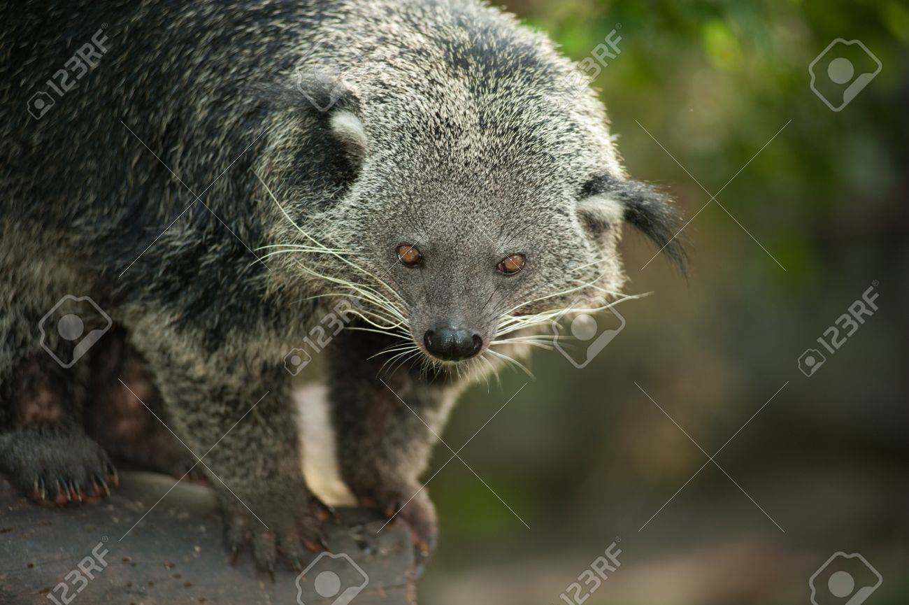 ビントロングの珍しいと面白い動物 の写真素材 画像素材 Image