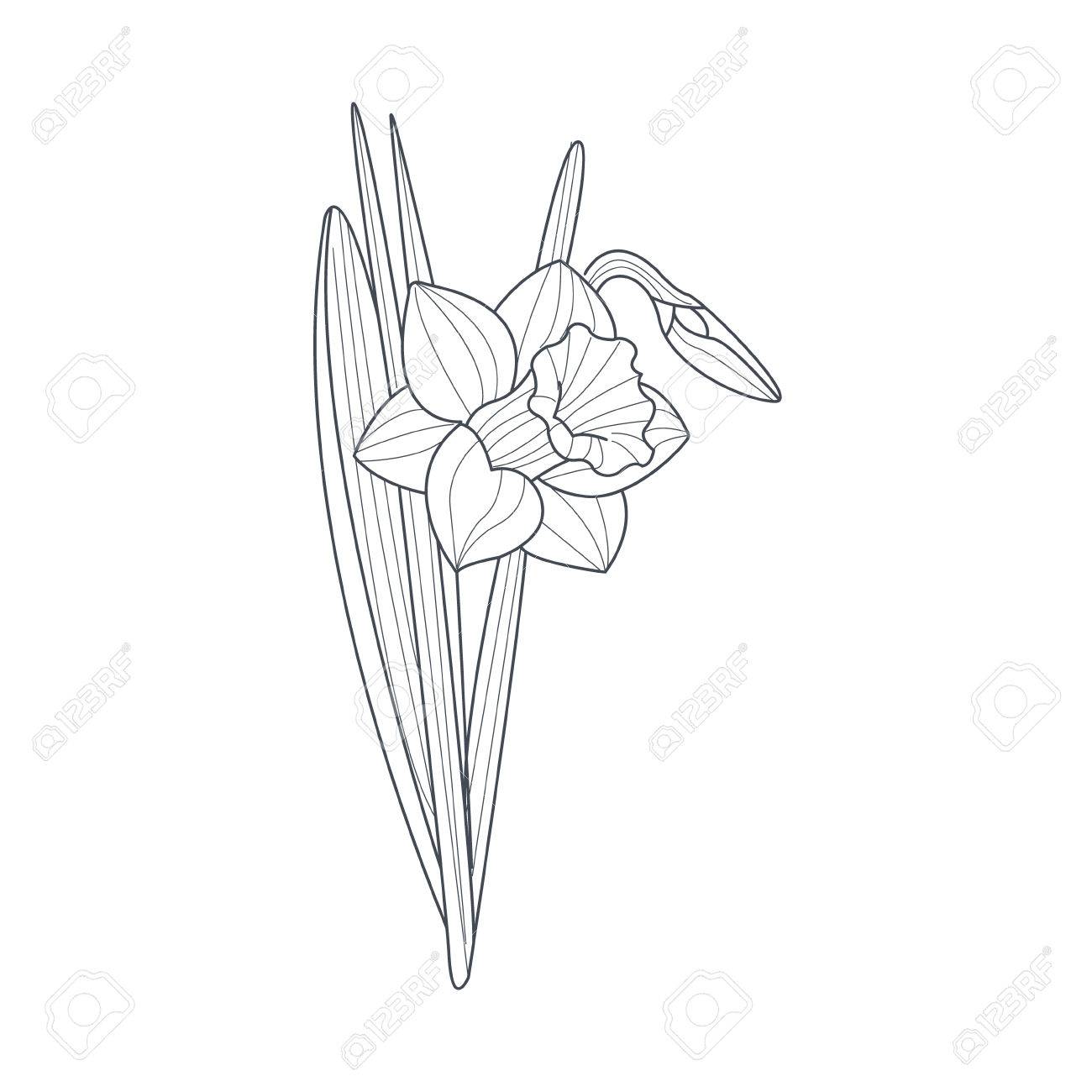 Hd限定シンプル モノクロ 花 イラスト ただのディズニー画像 Hd限定シンプル モノクロ 花 イラスト ただのディズニー画像