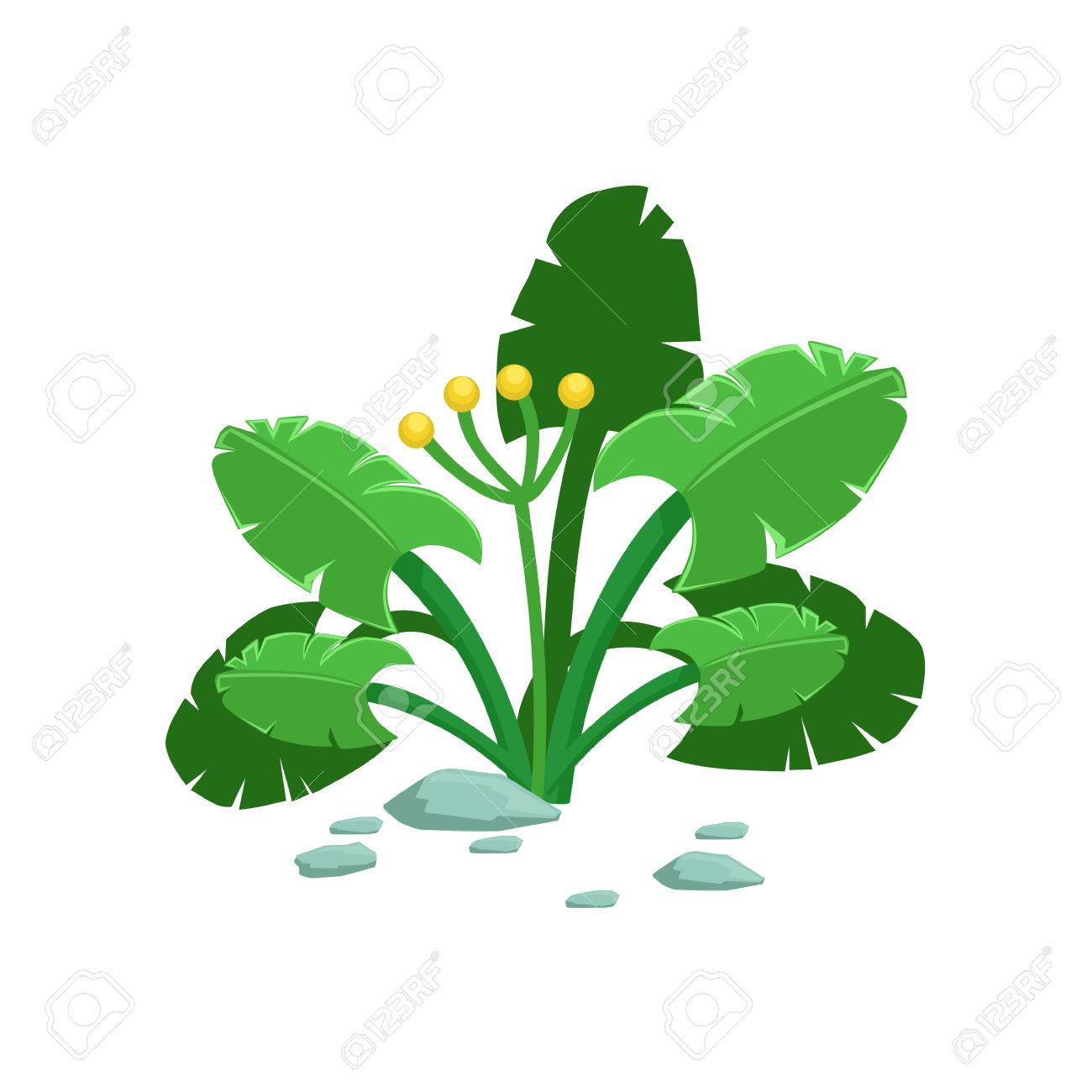De Hoja Ancha De La Selva Tropical De La Planta Natural Del Paisaje Elemento De Diseño, Parte De Paisaje De La Naturaleza Paisaje Constructor. Vector Detallados Dibujos De Objetos Para La Construcción De Hoja Ancha De La Selva Tropical De La Planta Natural Del Paisaje Elemento De Diseño, Parte De Paisaje De La Naturaleza Paisaje Constructor. Vector Detallados Dibujos De Objetos Para La Construcción