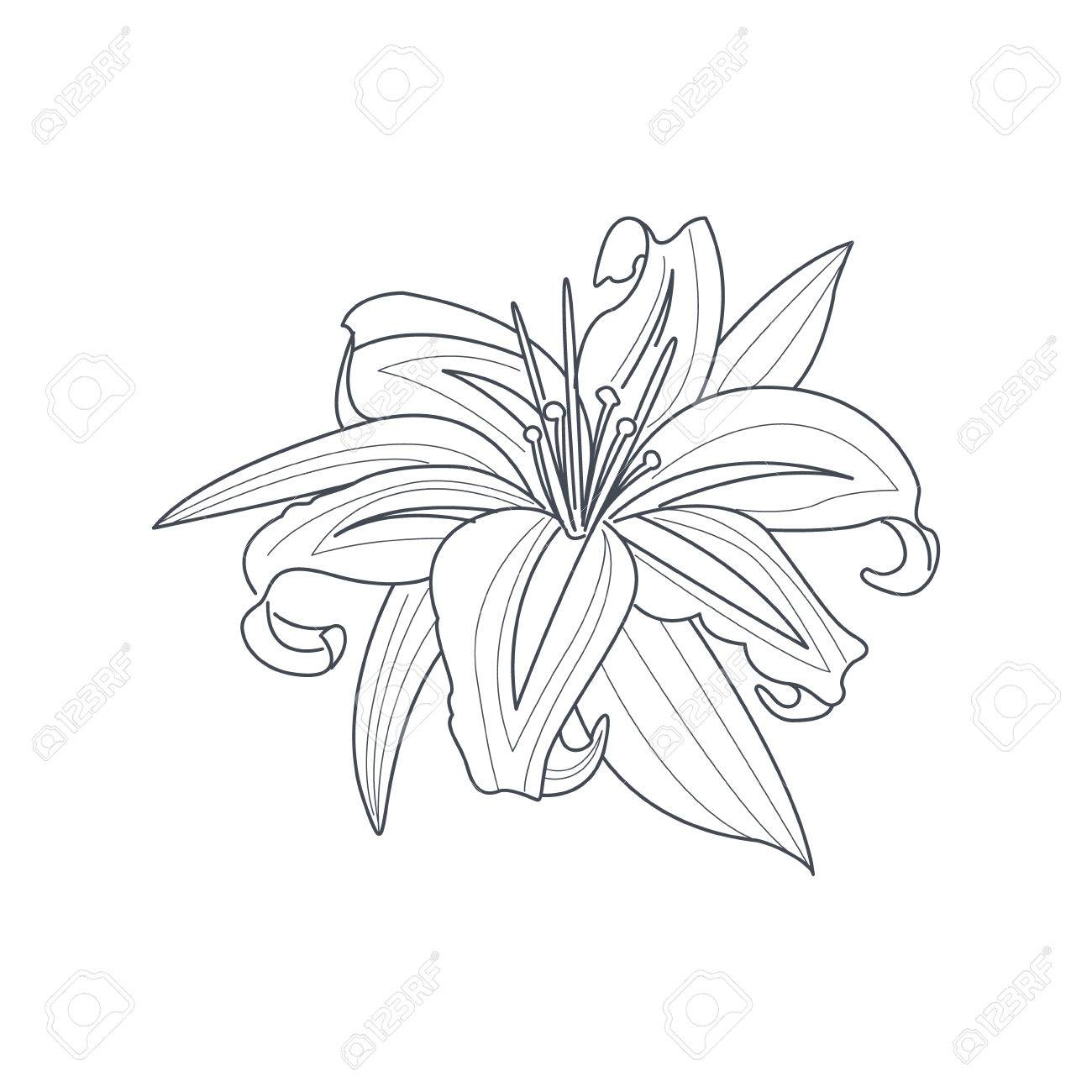 塗り絵のユリの花白黒図面のイラスト素材 ベクタ Image 塗り絵のユリの花白黒図面のイラスト素材 ベクタ Image