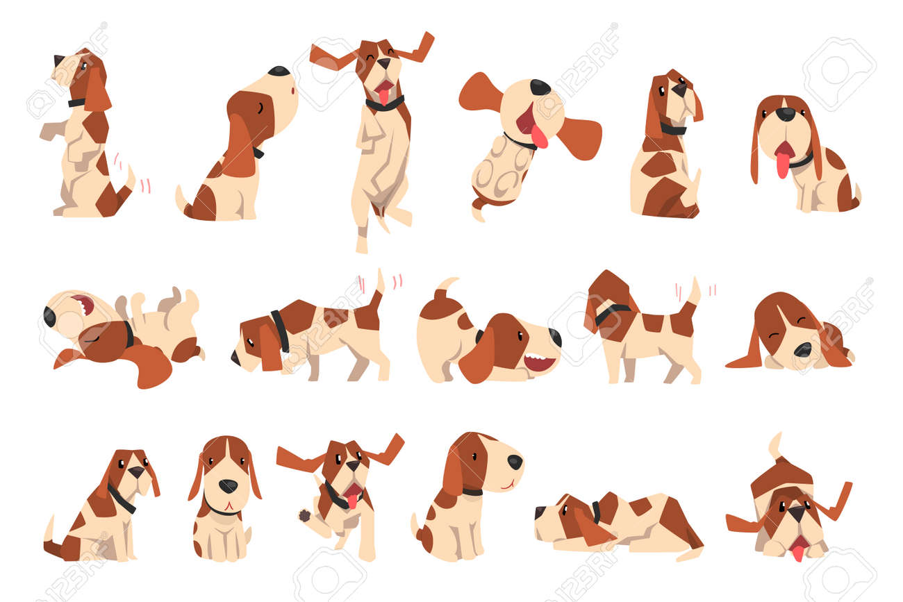 Big Set Of Beagle Dogs In Different Poses, Cute Funny Dog With Brown White  Coat And Long Ears Cartoon Vector Illustration Клипарты, SVG, векторы, и  Набор Иллюстраций Без Оплаты Отчислений. Image 169796996