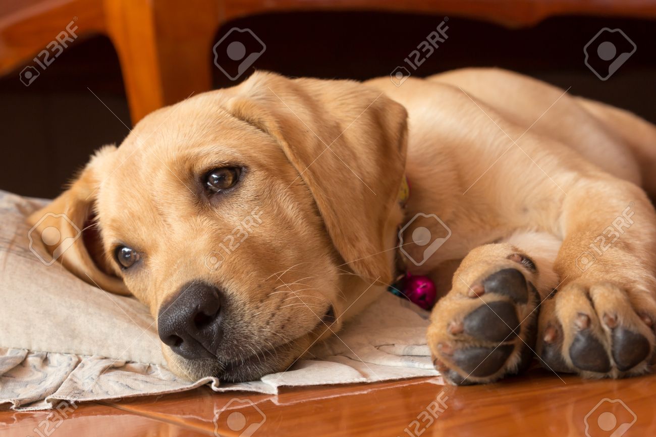 The Dog Puppy Of Labrador Retriever Is Cute Pet For The Family