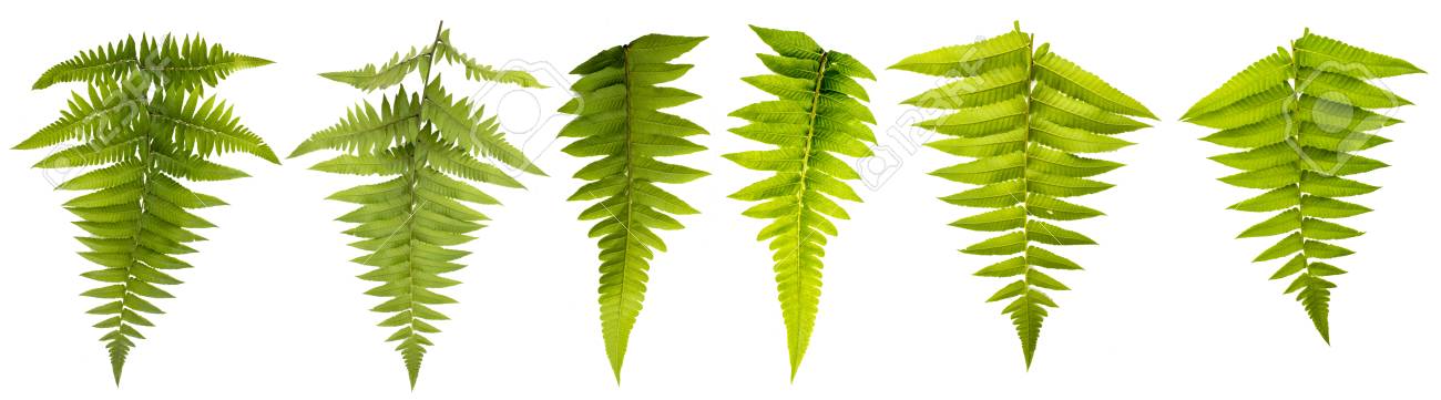 クリッピングパスを持つ白い背景上に孤立したリーフ 葉はブラシとより装飾のために使用します の写真素材 画像素材 Image