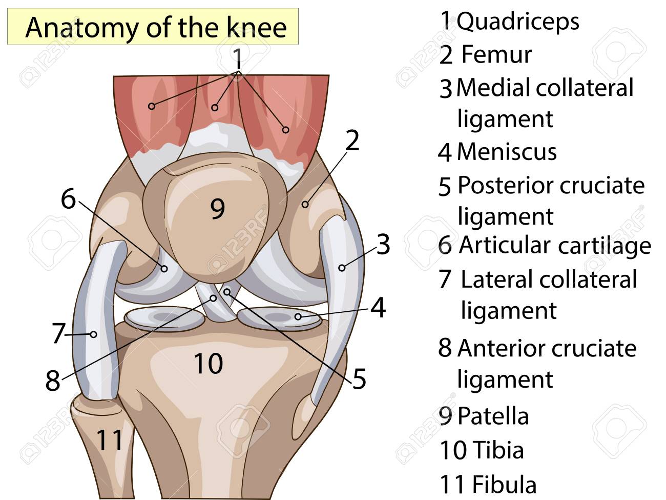 que es la rodilla y sus partes que es la rodilla y sus partes
