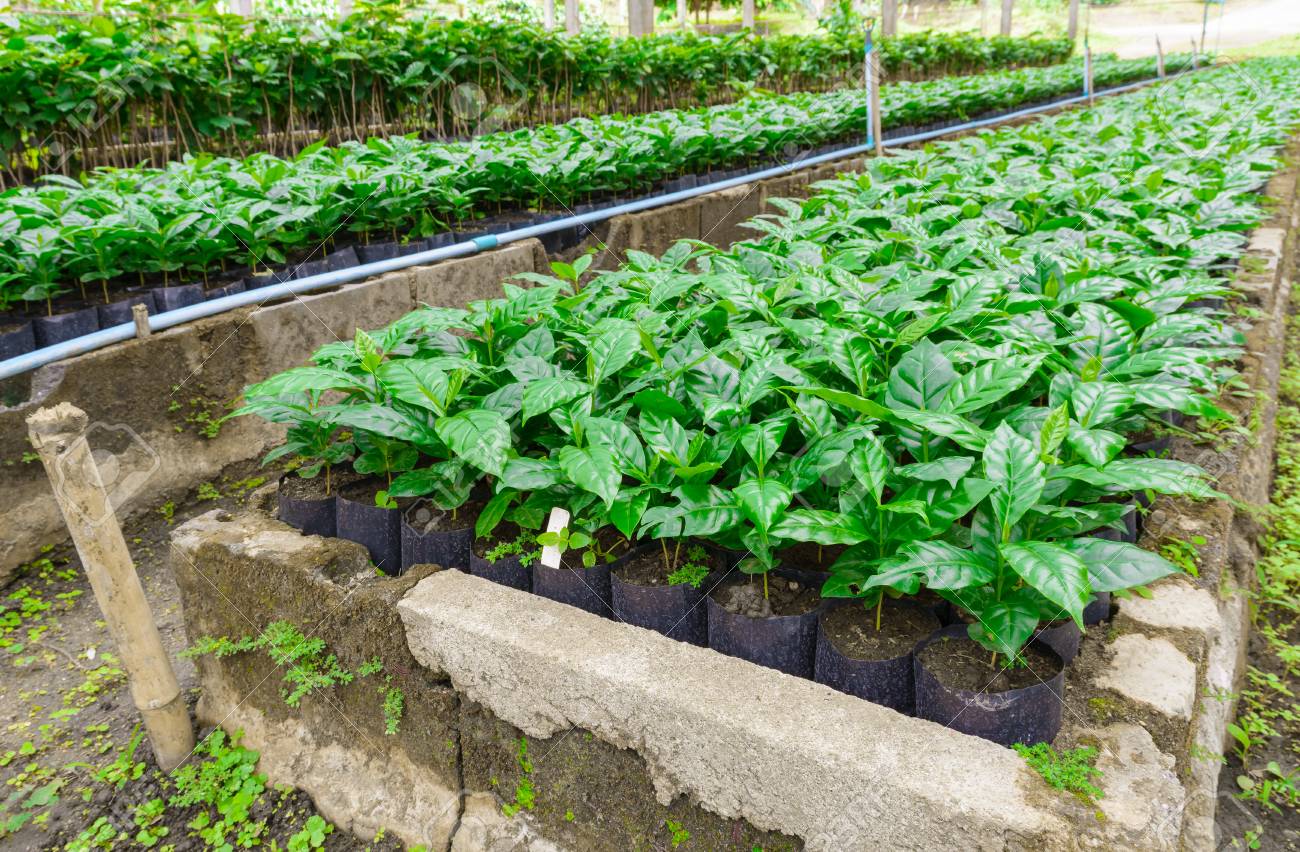 Young Coffee Trees Conilon Robusta Coffea Stock Photo 2348726333