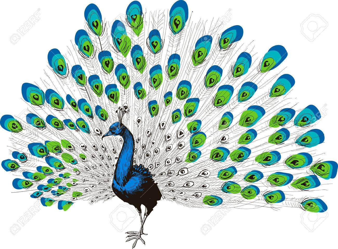 Featured image of post Peacock Drawing Beautiful Creative Mandala Art