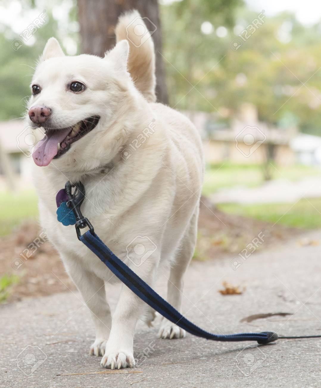 公園を歩いていたら小さな白い犬 の写真素材 画像素材 Image