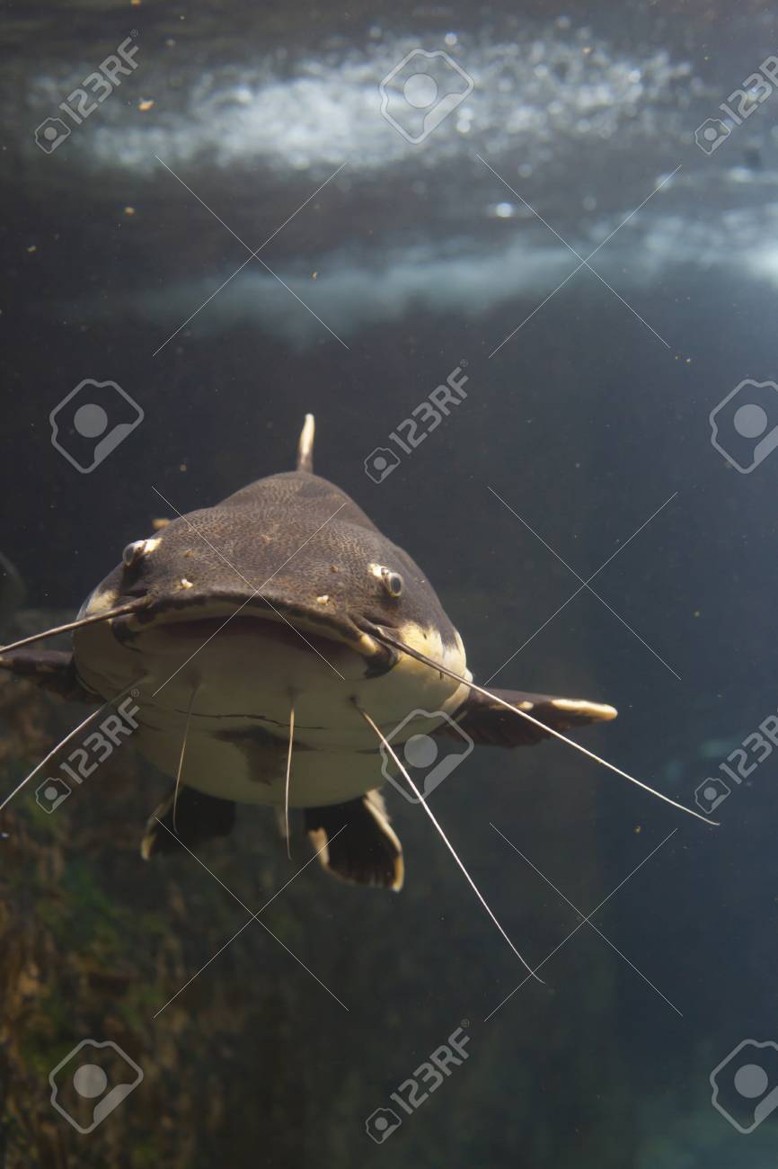 Gros Plan Dun Poisson Chat à Queue Rouge Phractocephalus Hemioliopterus