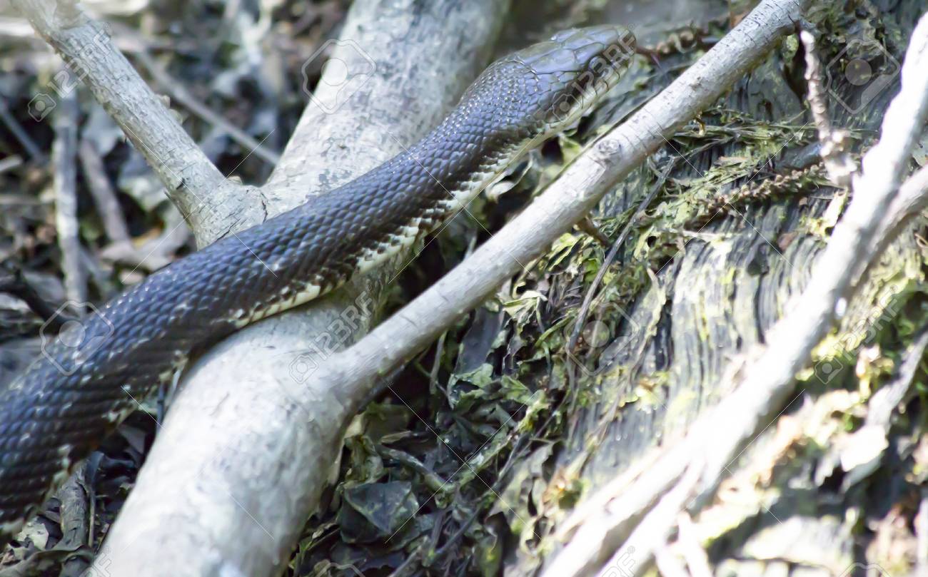 western rat snake pantherophis