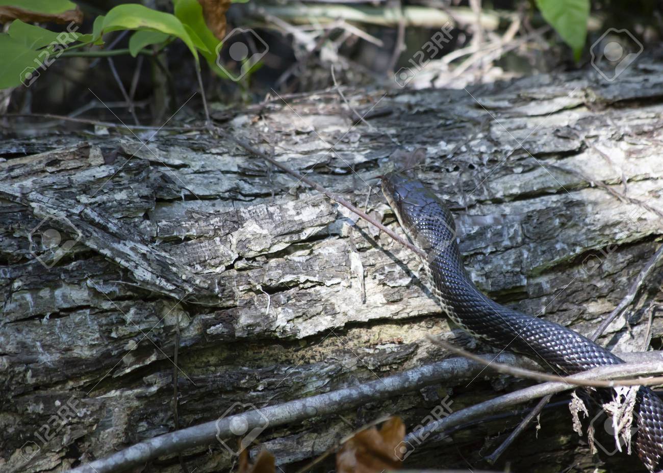 western rat snake pantherophis