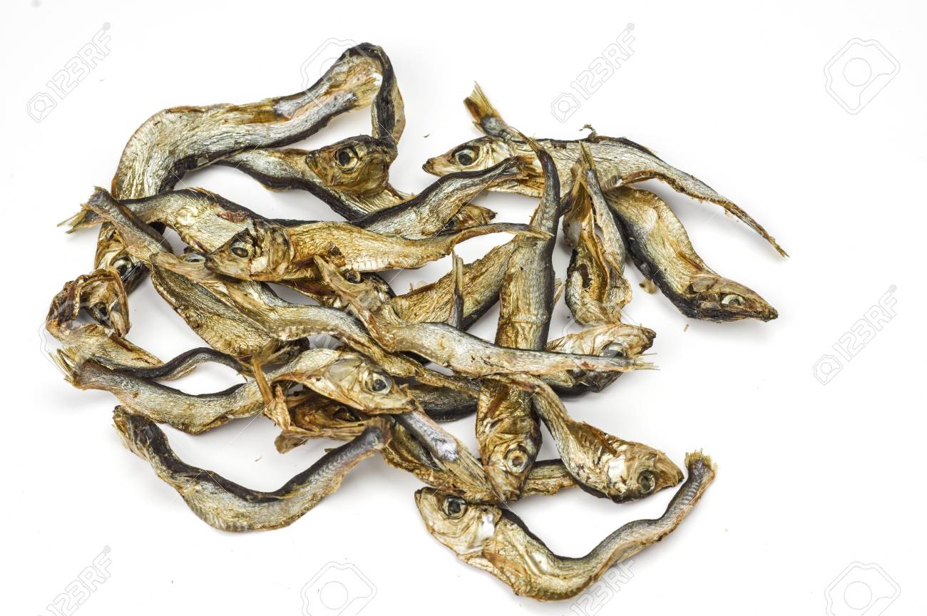 beautiful cats and kittens