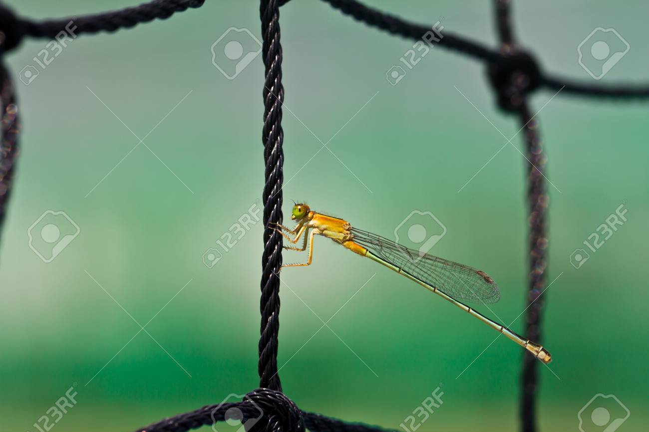 etiam-dictum-ipsum-a-felis