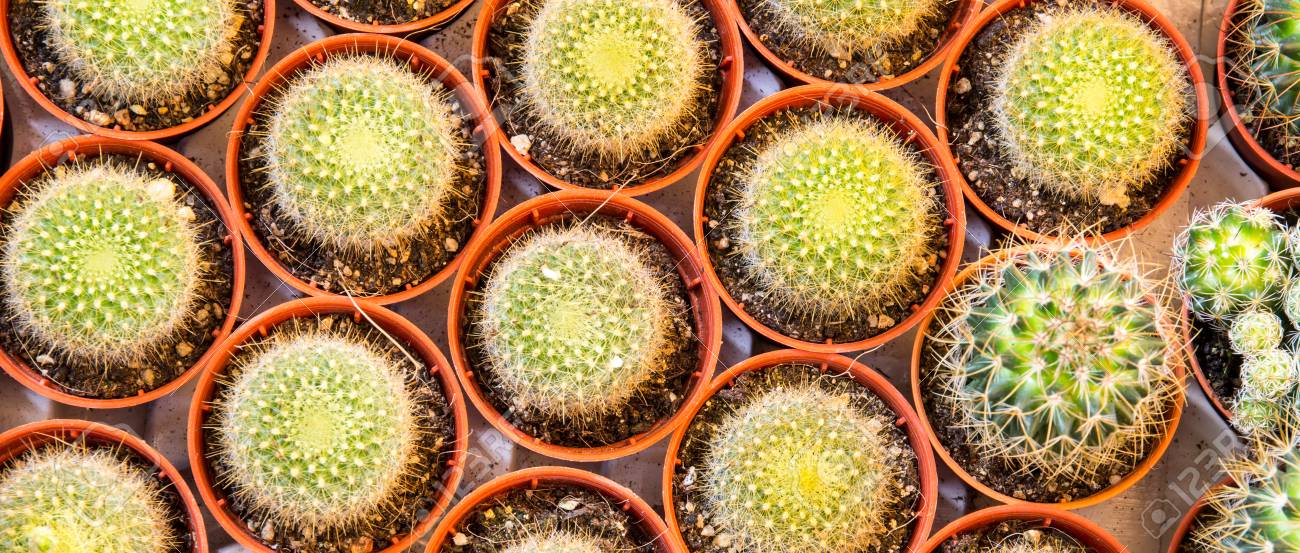 サボテン砂漠の植物 の写真素材 画像素材 Image