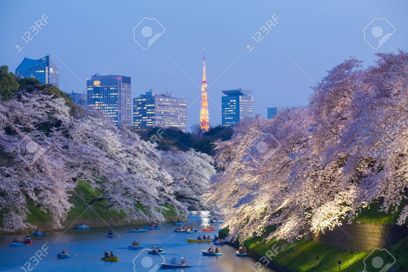 Beautiful sakura cherry blossom light up and Tokyo Tower landmark at Chidorigafuchi Tokyo - 49880296 Beautiful sakura cherry blossom light up and Tokyo Tower landmark at Chidorigafuchi Tokyo - 49880296