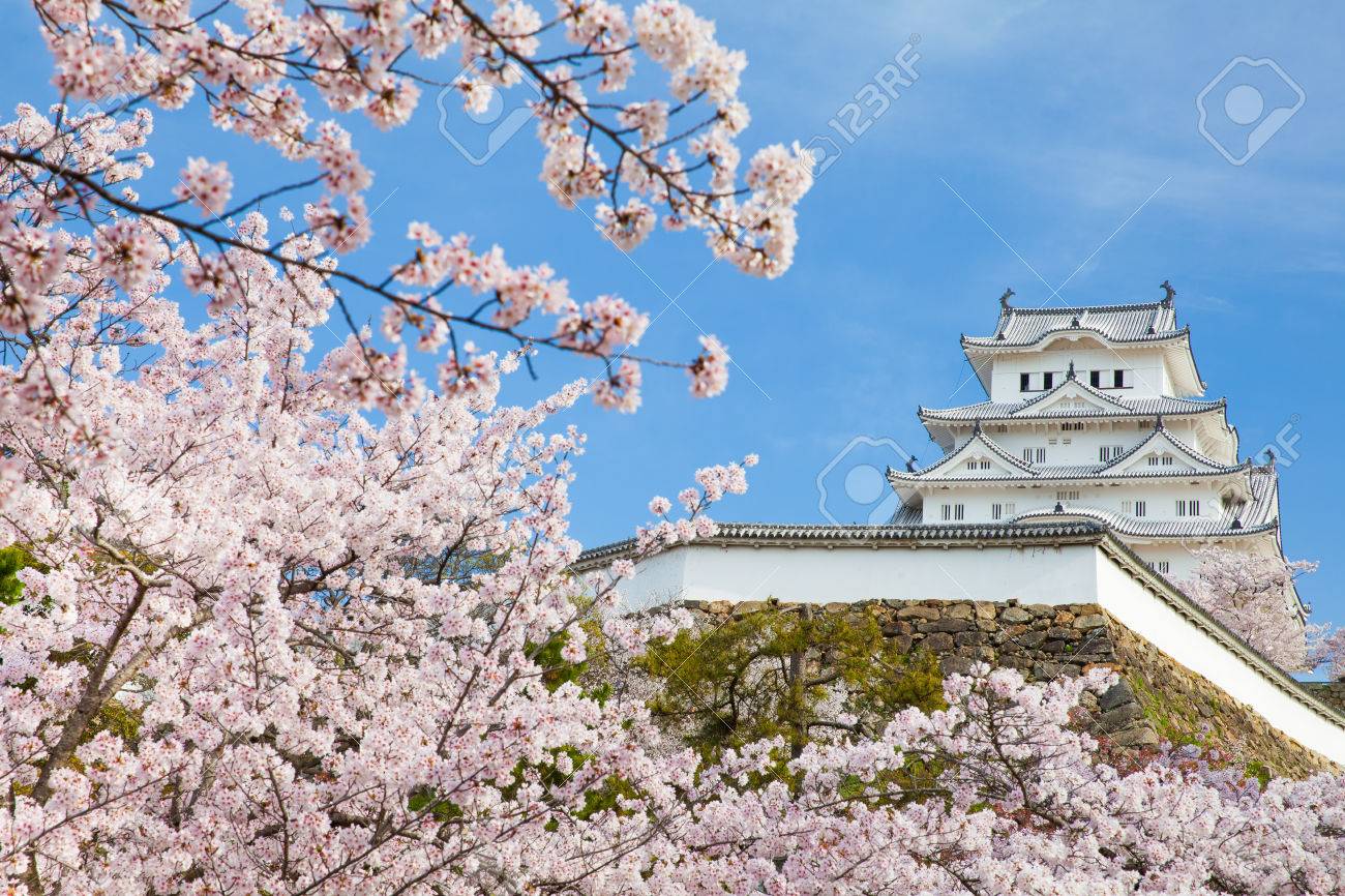 Japan Himeji castle , White Heron Castle in beautiful sakura cherry blossom season - 83932404 Japan Himeji castle , White Heron Castle in beautiful sakura cherry blossom season - 83932404