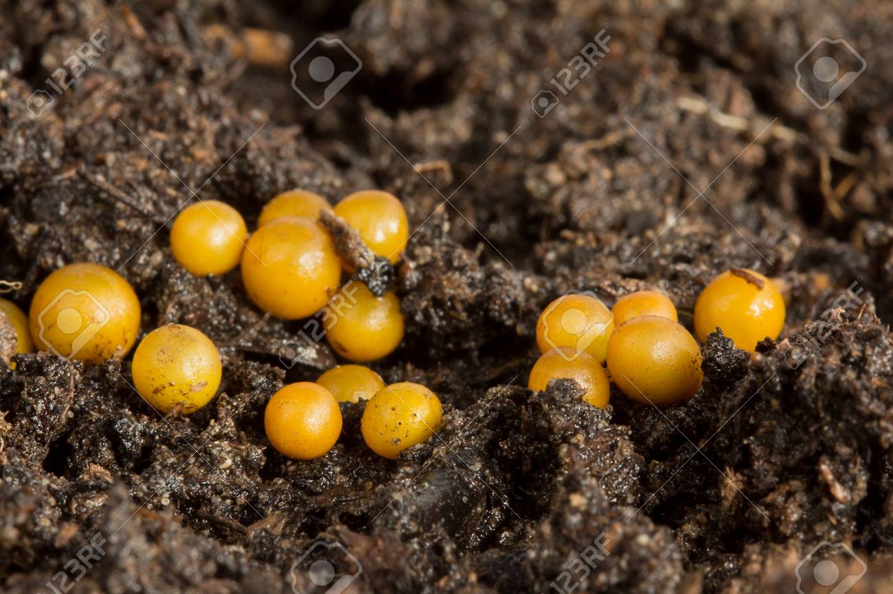 Earthworm Eggs On Earth Stock Photo Picture And Royalty Free Image Image 84336839