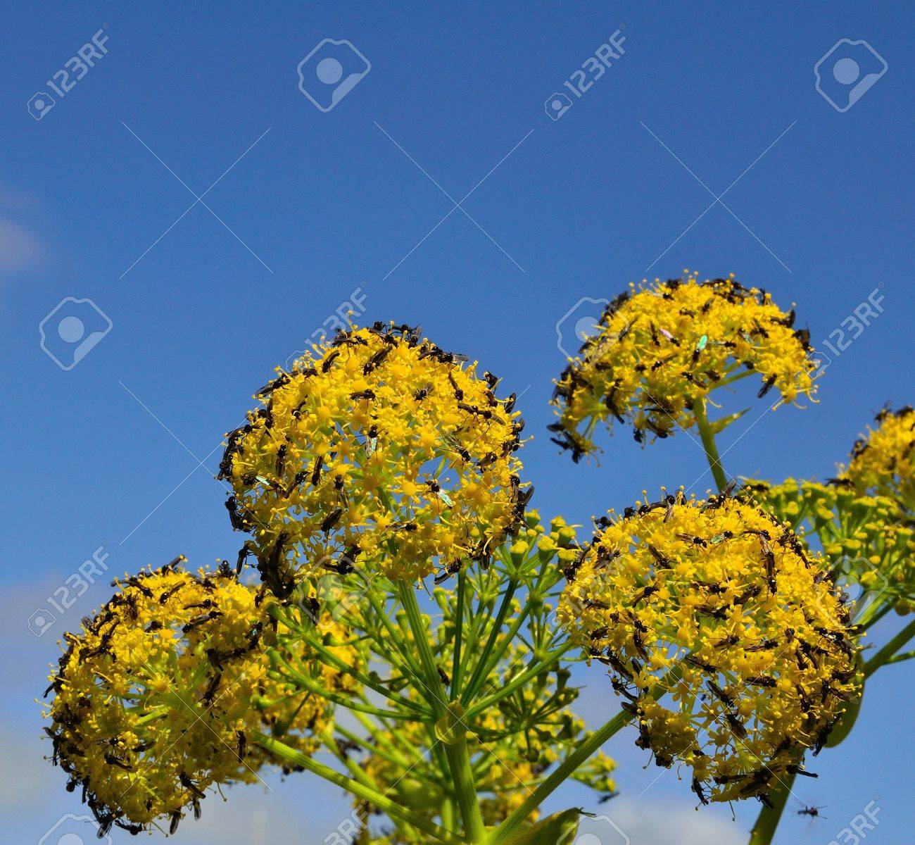 小さな昆虫の群れとフェンネルの花 の写真素材 画像素材 Image