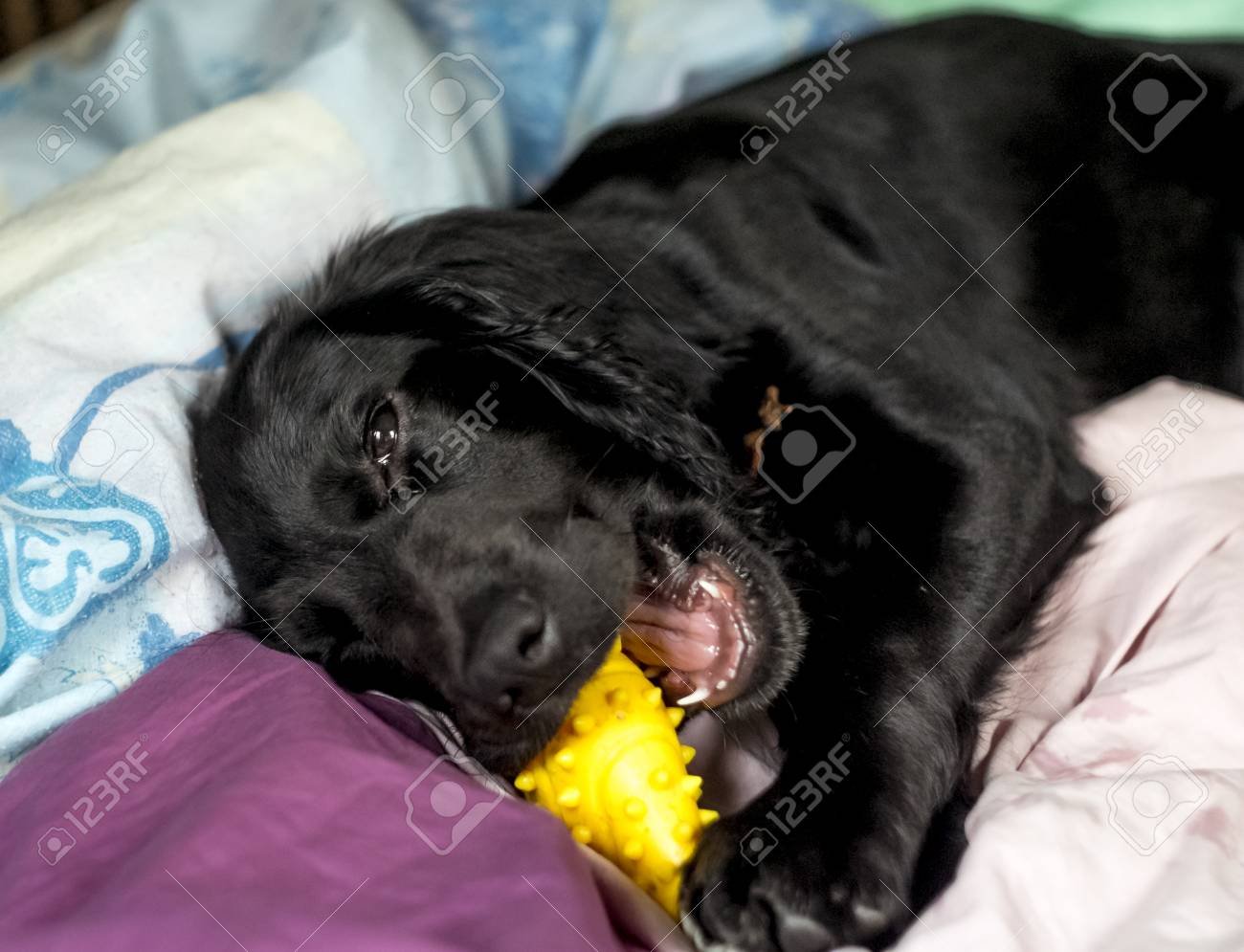 cocker spaniel puppies playing