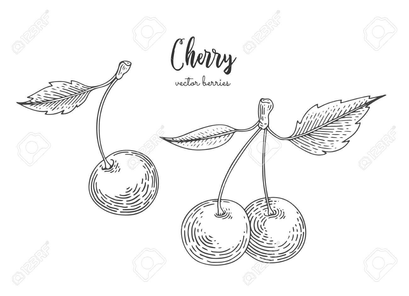 白い背景に隔離されたサクランボの手描きイラスト のイラスト素材 ベクタ Image 96272277