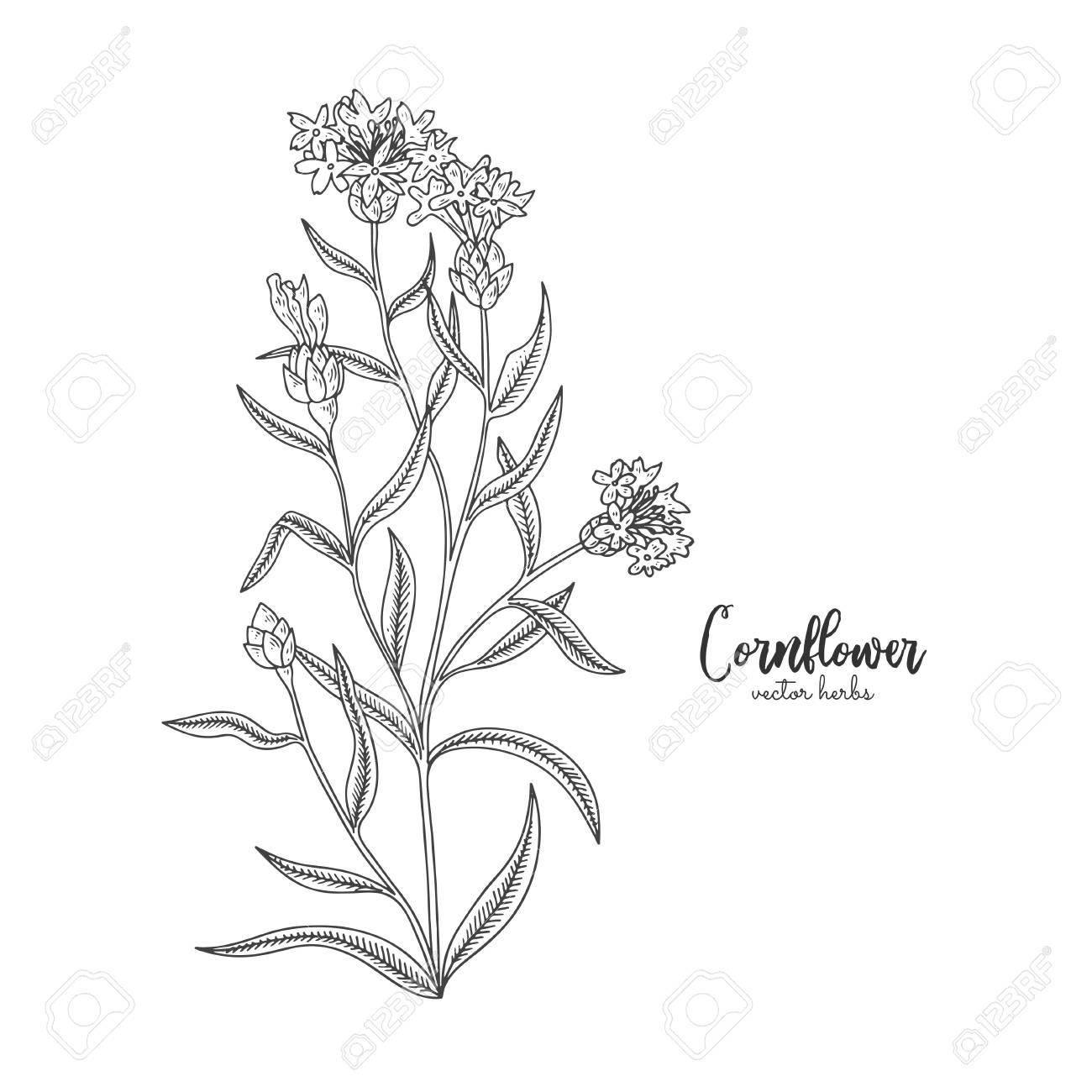 コーンフラワー 白い背景に孤立した野生の野花 癒しと化粧品ハーブ デザインパッケージティー オーガニック化粧品 自然医学 グリーティングカード 結婚式のための医療プラント のイラスト素材 ベクタ Image