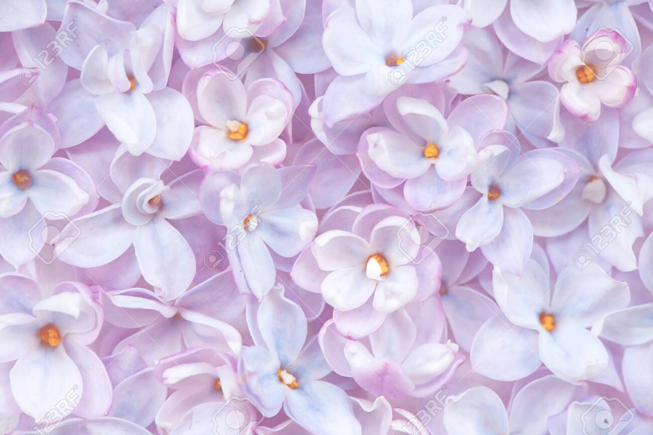 Realistic Lilac Flower Bed Backdrop. Floral Top View. Bunch Of Violet, Purple  Flowers. Springtime, Summertime Flora Wallpaper. Mothers Day, Spring  Holiday Postcard Background. Stock Photo, Picture and Royalty Free Image.  Image 134919181., image size:1300x866