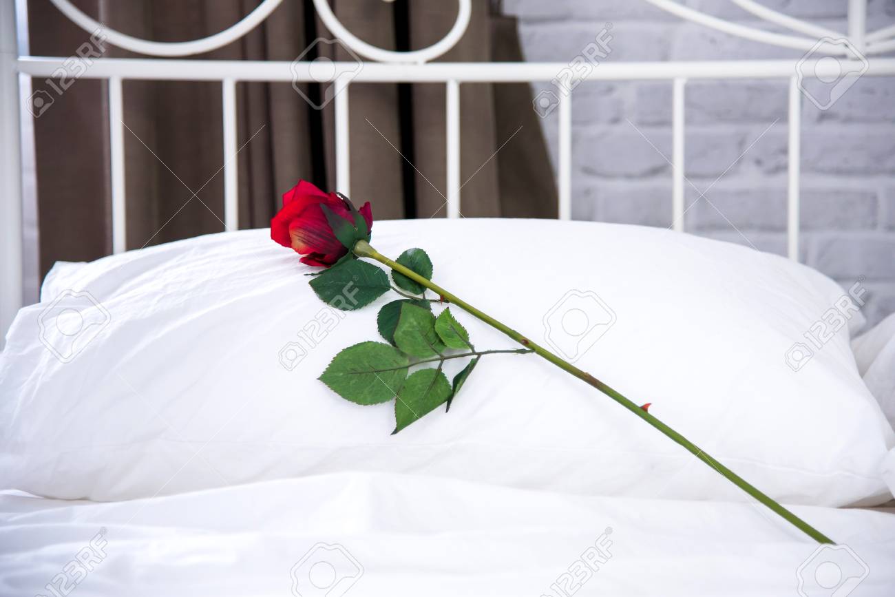 red rose pillow