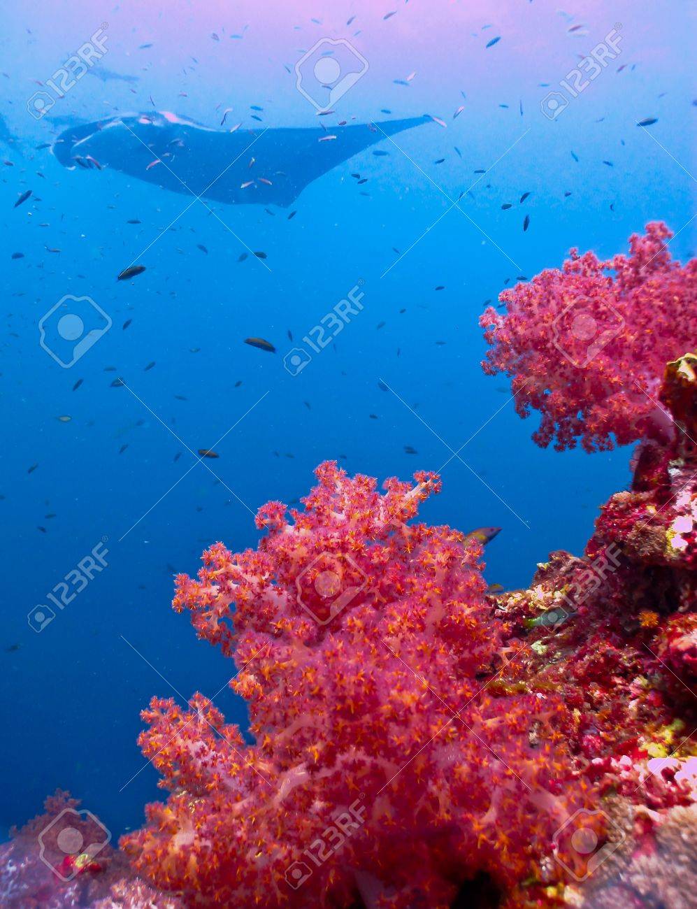 珊瑚　珊瑚礁　赤珊瑚　パイプオルガン珊瑚　置物　オブジェ サンゴ礁 珊瑚礁 パイプオルガン珊瑚 珊瑚 サンゴ 赤珊瑚 管珊瑚