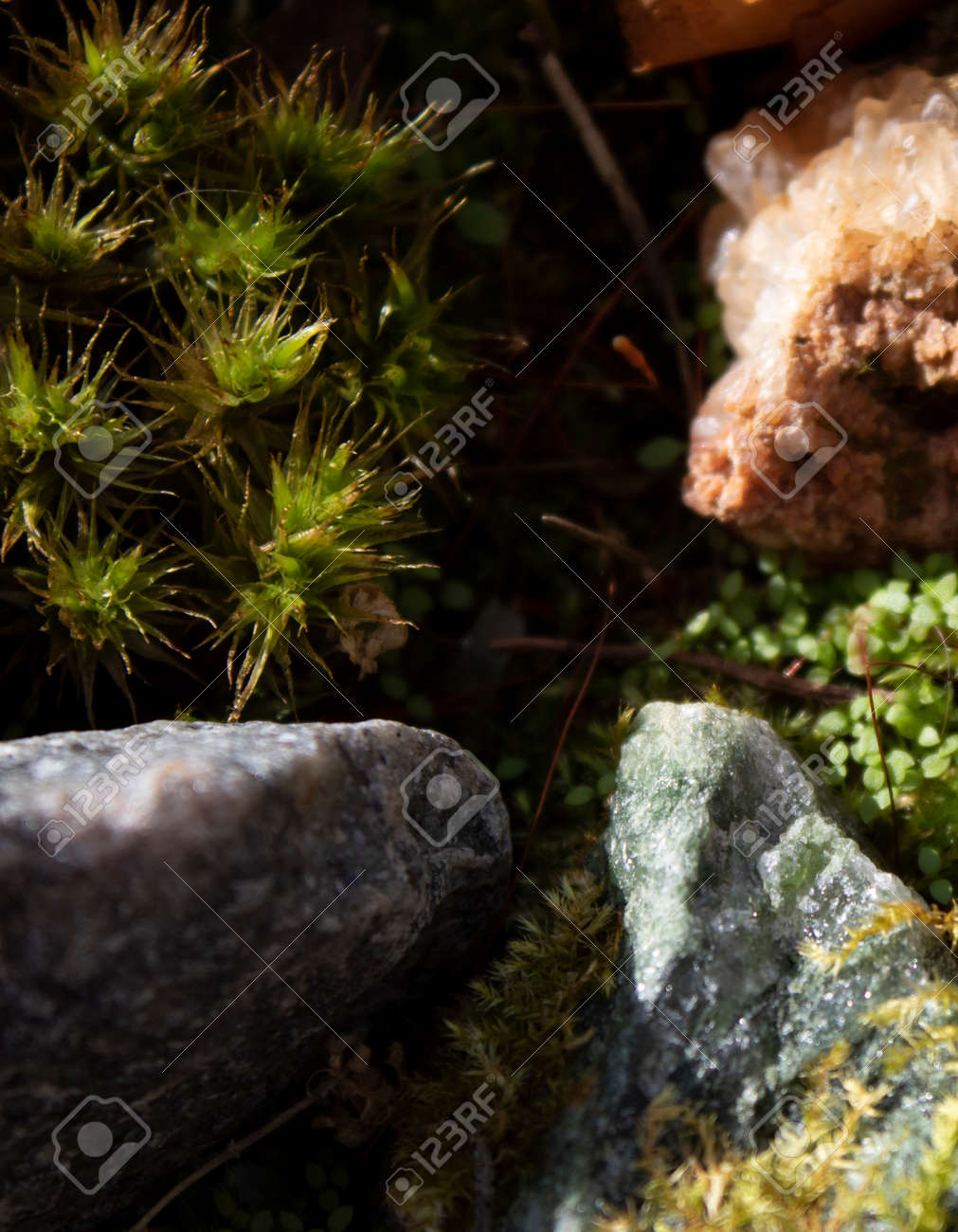 etiam-dictum-ipsum-a-felis