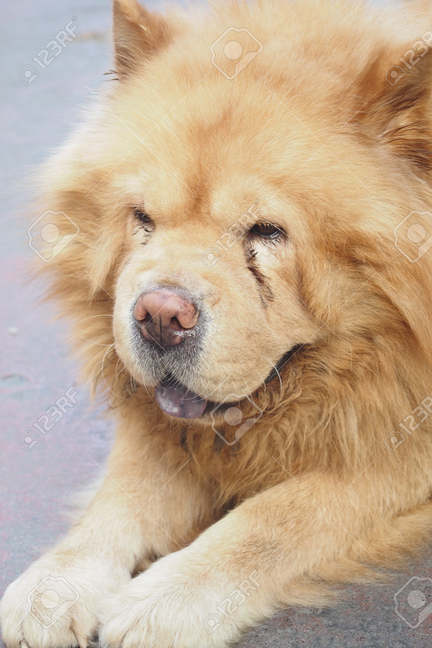 etiam-dictum-ipsum-a-felis