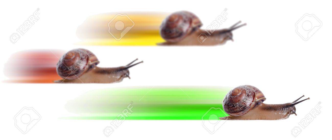 Concept. Escargot Rapide Avec La Silhouette Colorée. Concentrez ...